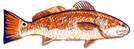 fl fishing inshore guide redfish captain david proctor